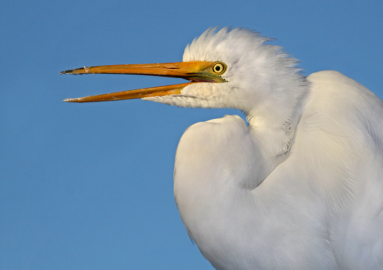 Squawking Egret Closeup   P O'Malley